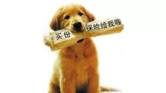 寵物保險怎么挑選？有寵物的你確定不了解一下？