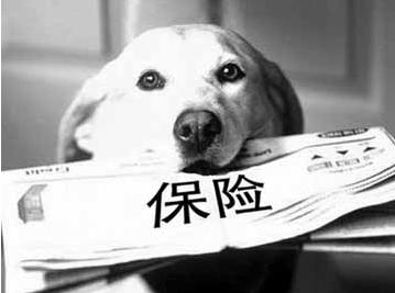 寵物保險怎么挑選？有寵物的你確定不了解一下？